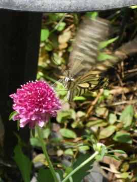 アゲハ蝶とスカビオサ
