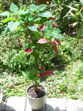 植えかえたポインセチア