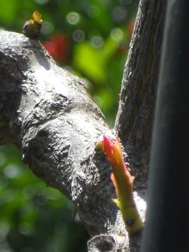 アズビスの新芽