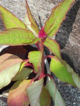 鶏頭の花