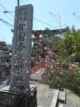 伊射奈岐神社の前に咲いている花