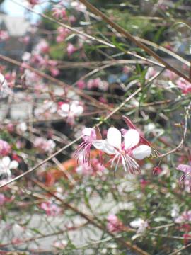 神社の前の家で咲いているお花