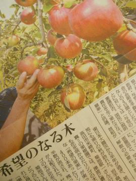 『希望のなる木』：陸前高田市のリンゴの木