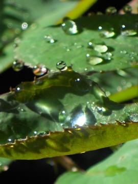 マチルダの葉の水滴