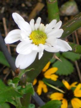白のスプレー菊