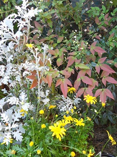 白妙菊と南天の若葉