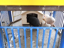 2匹の豚