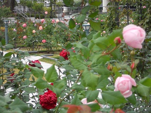 薔薇園のイングリッシュローズ