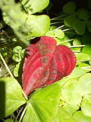 舞落ちた赤い葉