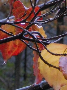 落葉樹の水滴