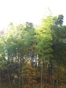 竹林に朝日が差して・・・・・