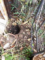ビフォー：植栽前の穴掘り