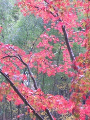 裏山の楓