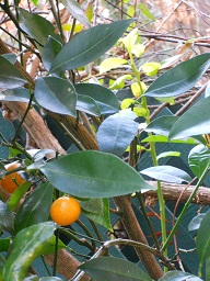 橘の新芽