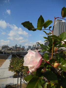 大阪中之島薔薇園