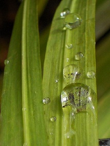 フリージアの葉の水滴