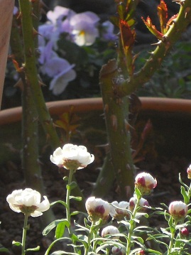 花かんざしとオードリー・ヘップバーンの苗