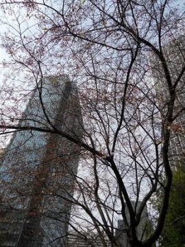 大阪駅前の桜の木