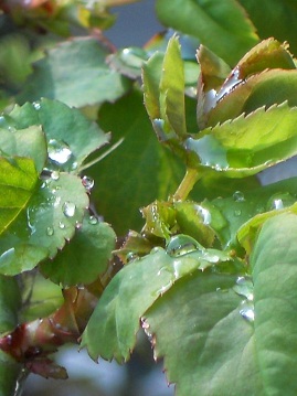 バロンの葉の水滴