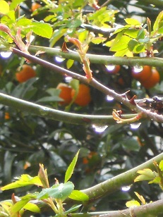 橘の実とつるグリュスアッフェンの芽
