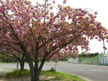 八重咲き関山桜