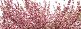 満開八重桜