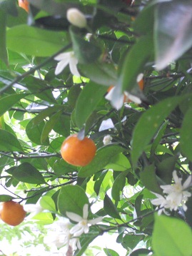 橘の花