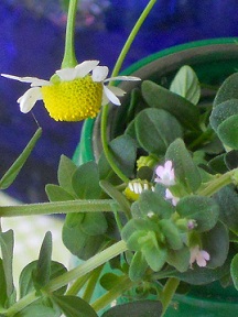 レモンタイムとカモミールの花