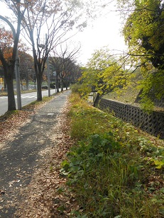 近所の道は右半分：緑・・・左｣半分：楓の落葉の茶色