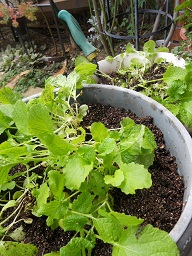 菜の花の間引き・・・を、しようと思ったけれど(・_・;)。。。