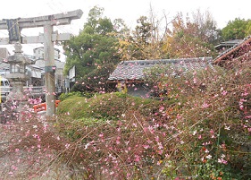 神社横のガウラの館♥