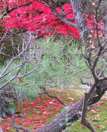 境内の目をひく＊かえでの紅葉