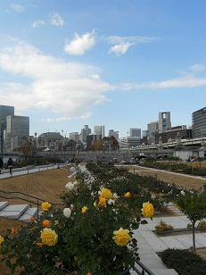 日当たりのよい、中之島薔薇園