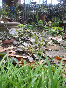 明け方止んだ雨