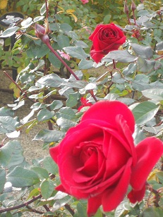 さすが薔薇園♥殿堂の薔薇が～♥こんなに咲いています♥