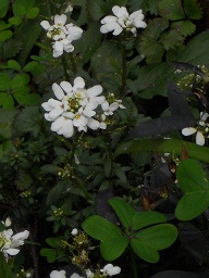 今日と言う日は、、、白い花が、良く似合う日♡