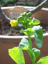 日差しを受けて開き出す菜の花