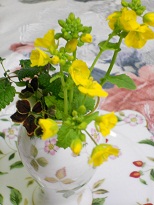 菜の花＆四つ葉のクローバー