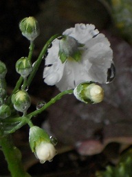 さくら草：白い花