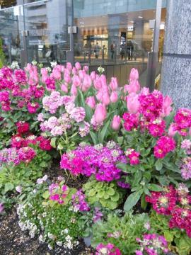 大阪駅前：春の植栽①
