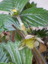 ワイルドストロベリーの花