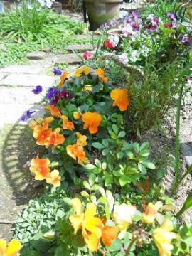 ゴールデン･ボーダーと花壇