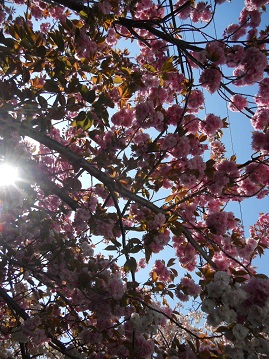 帰り道の八重桜