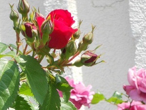 この赤いあ薔薇を、3年前挿し木に下さったおばあちゃまのお家