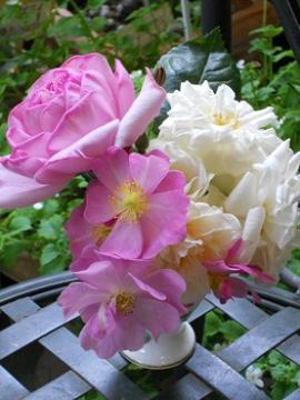 今日の花：ポンパドゥール・ステラグレイ・ラベンダードリーム