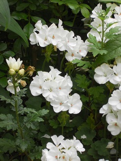 白ゼラニウム＆白スプレー菊