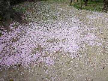 桜の花びらのじゅうたん
