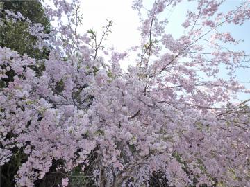 宮島の桜.2012.4.18