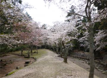 宮島の桜