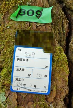 間違った樹幹注入剤の方法を使用した宮島のマツ